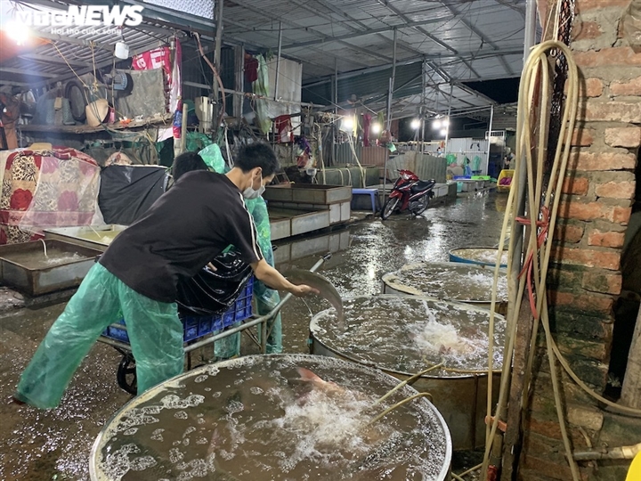 Ảnh: Chợ cá lớn nhất Hà Nội hoang vắng, tiểu thương nghỉ quá nửa vì COVID-19 - Ảnh 12.