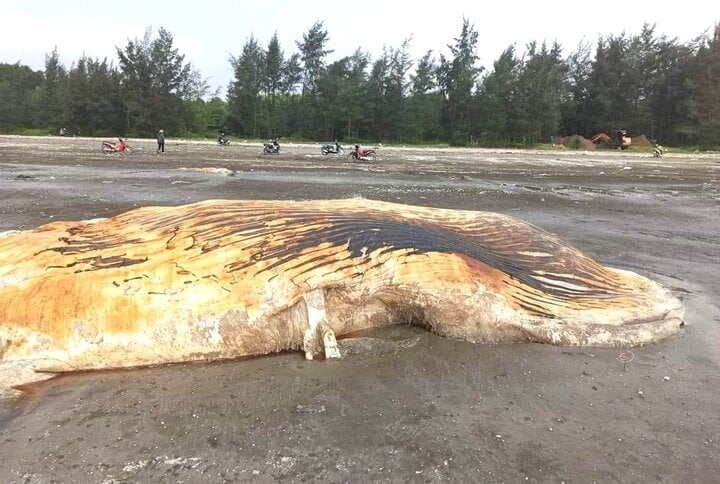 Phát hiện xác cá voi nặng hơn 3 tấn dạt vào bờ biển Nghệ An- Ảnh 2.