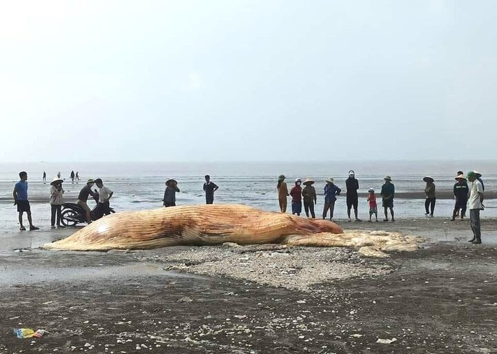 Phát hiện xác cá voi nặng hơn 3 tấn dạt vào bờ biển Nghệ An- Ảnh 1.