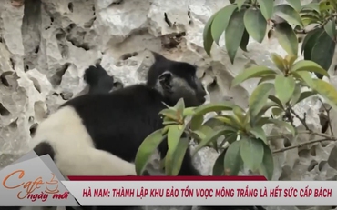 Hà Nam: Thành lập Khu Bảo tồn Voọc Mông trắng là hết sức cấp bách
