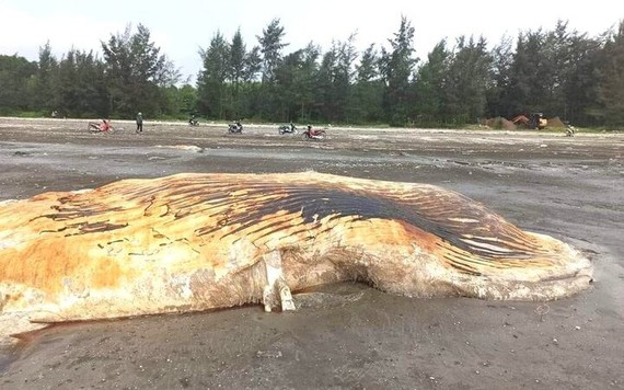 Phát hiện xác cá voi nặng hơn 3 tấn dạt vào bờ biển Nghệ An